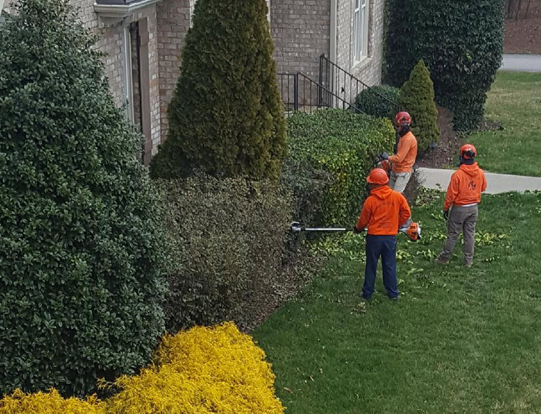 A+ Tree Services Tree Trimming