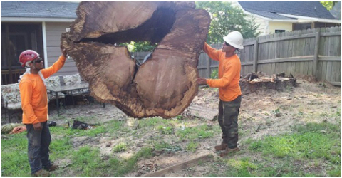 A+ Tree & Crane Services - Large slice of tree trunk held by 2 crew members suspended by crane, Raleigh, NC