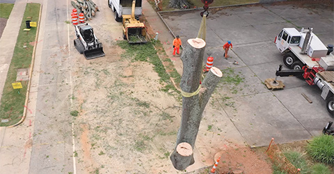 A + Tree & Crane Services | Tree Removal Cary,, NC