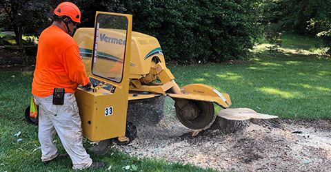 A+TreeServices-Stump-Grinding