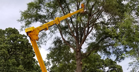 Tree trimming using spider bucket lift, Cary, NC