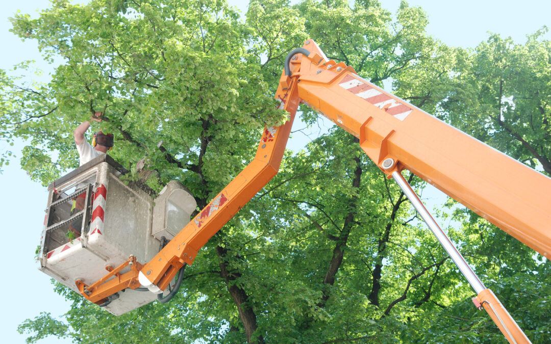 Crane Tree Removal | A Plus Tree & Crane Services